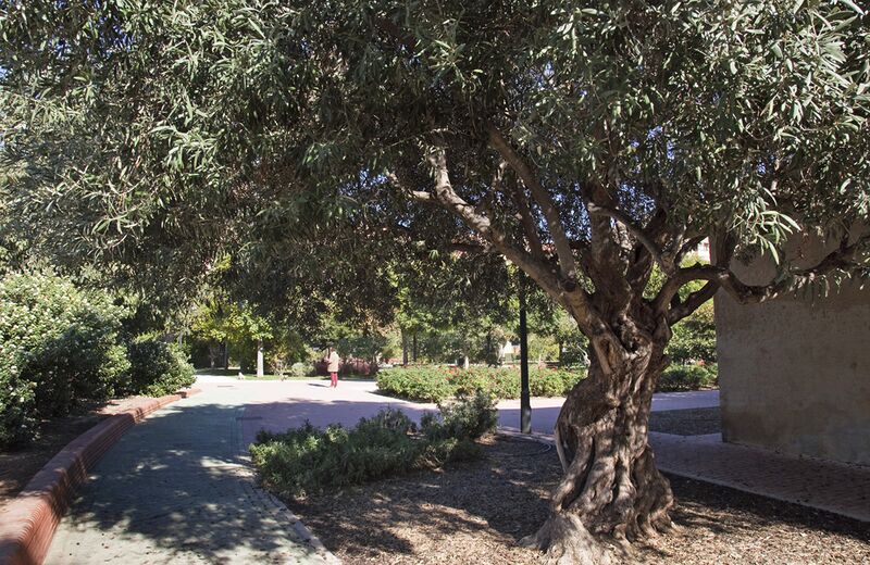 Archiu:Jardi camí moncada.jpg