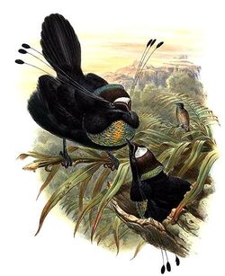 Parotia.jpg