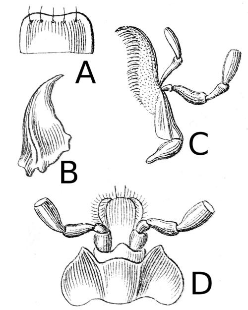 Archiu:Lebia chlorocephala Reitter.png