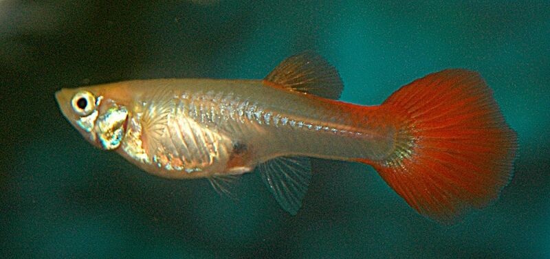 Archiu:Guppy 4.jpg
