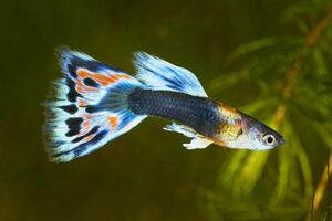 Guppy 6.jpg