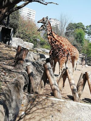 Girafa.jpg