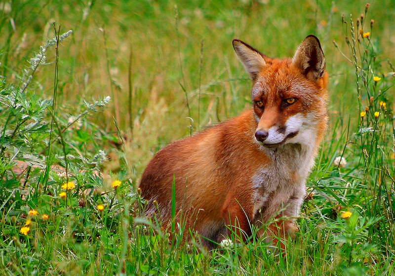 Archiu:Rød ræv (Vulpes vulpes).jpg