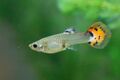 Guppy femella