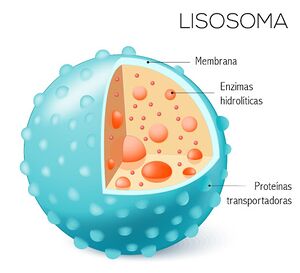Lisosoma.jpg