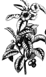 Dibuix de la planta del té